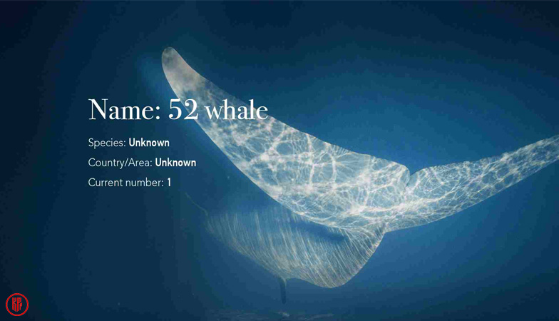 The 52-hertz whale. | CGTN