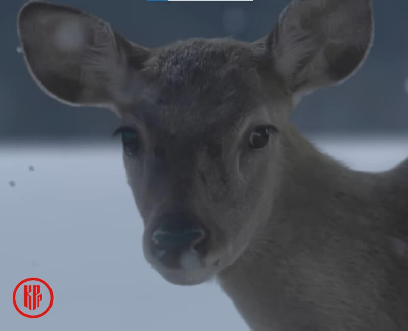 The deer in NewJeans DITTO Music Video
