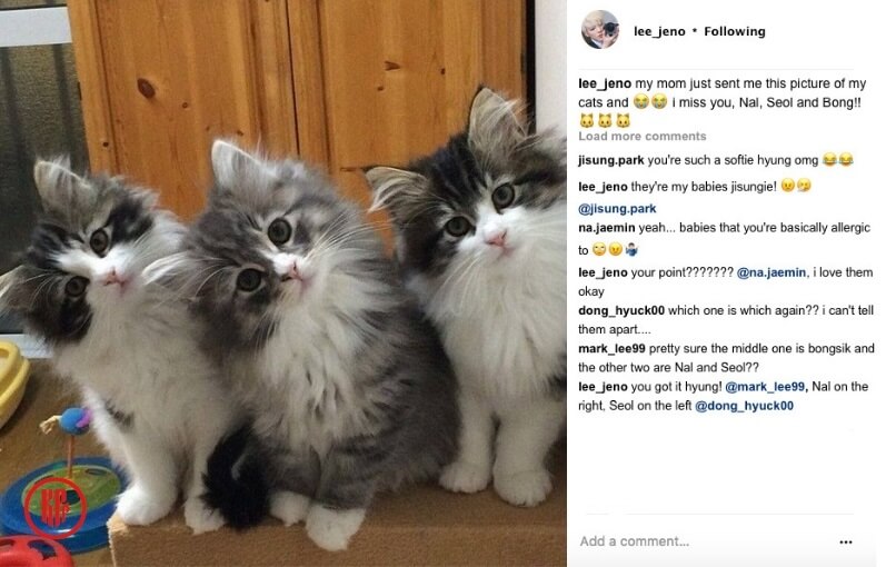 Jeno has three cats | Instagram
