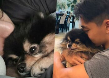 Yeontan Passed Away: Remembering the Adorable Puppy of BTS V